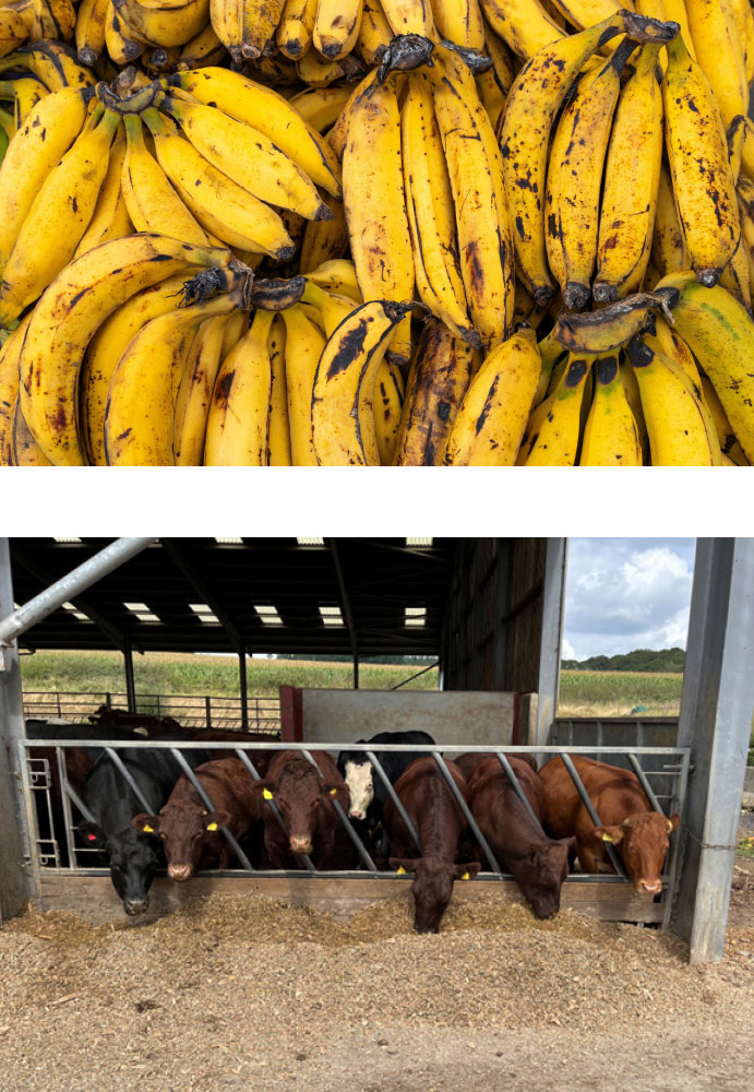 Picture of over-ripe bananas and cows feeding